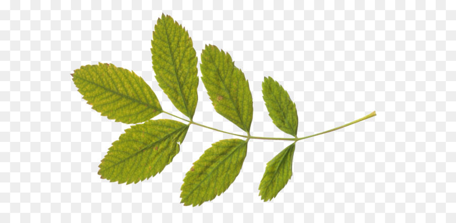 Leaf - Green leaf PNG png download - 1600*1067 - Free Transparent Green Tea png Download.