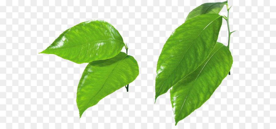 Leaf Green Clip art - Green leaf PNG png download - 3528*2225 - Free Transparent Leaf png Download.