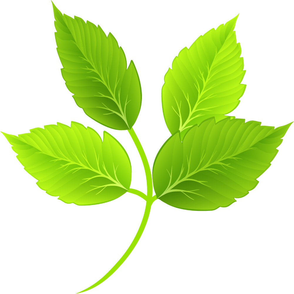 Leaf. Зеленые листочки. Листочки на прозрачном фоне. Листья без фона. Зеленый лист вектор.