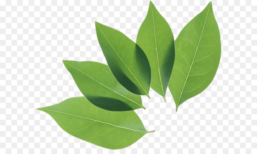Leaf Privet - Green leaf PNG png download - 2291*1850 - Free Transparent Leaf png Download.