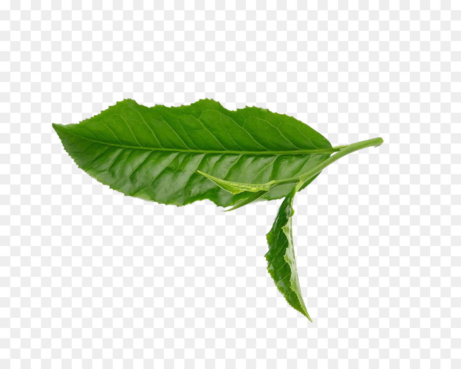 Green tea Leaf White - Leaves png download - 1000*799 - Free Transparent Tea png Download.