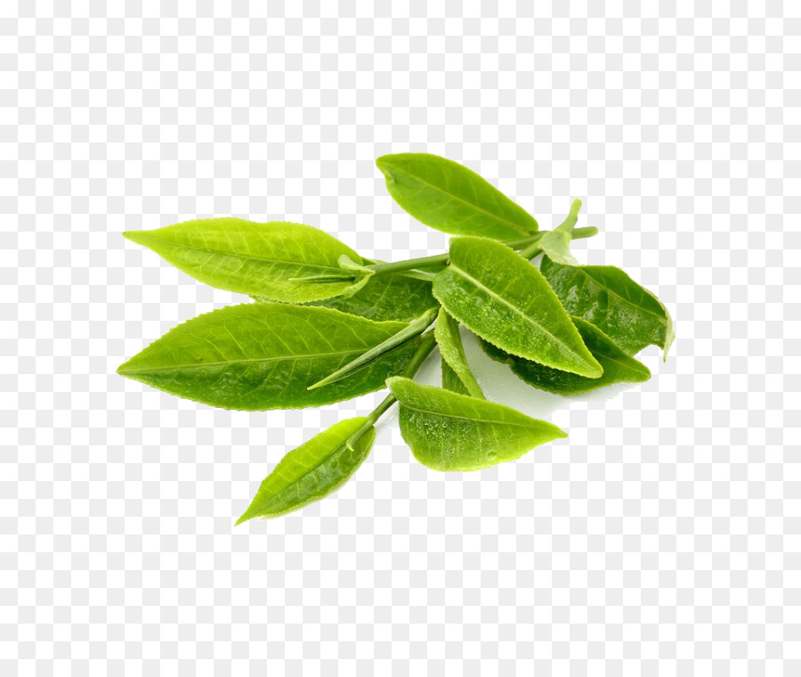 Green tea Leaf Herb Extract - Green Tea Transparent PNG png download - 750*750 - Free Transparent Tea png Download.