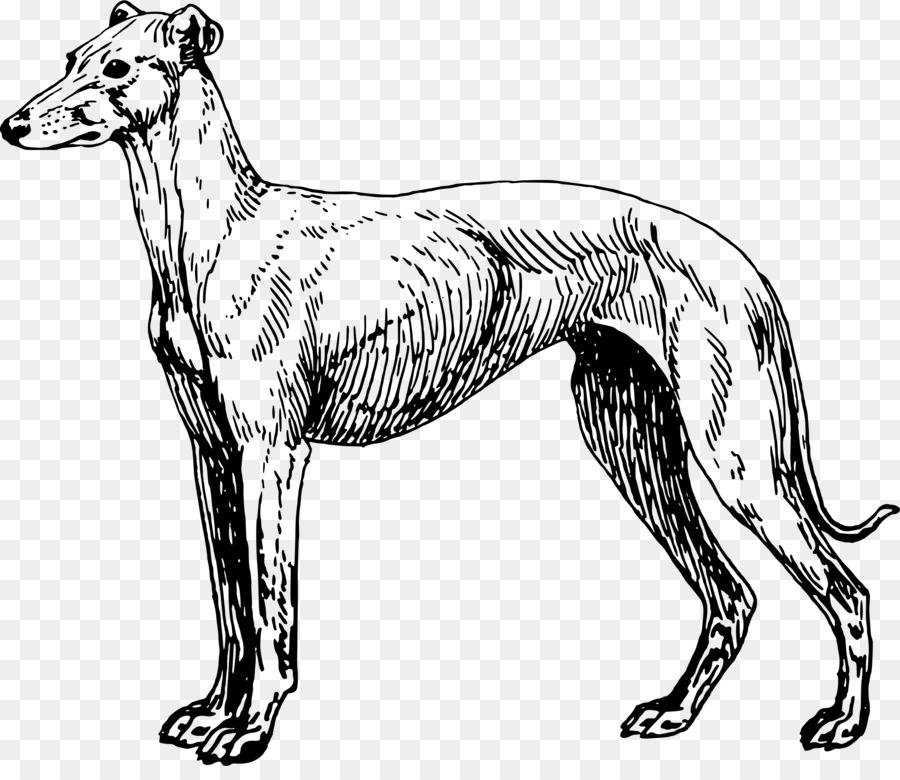 Greyhound Lines Greyhound adoption Clip art - creative pet dog png download - 2400*2043 - Free Transparent Greyhound png Download.