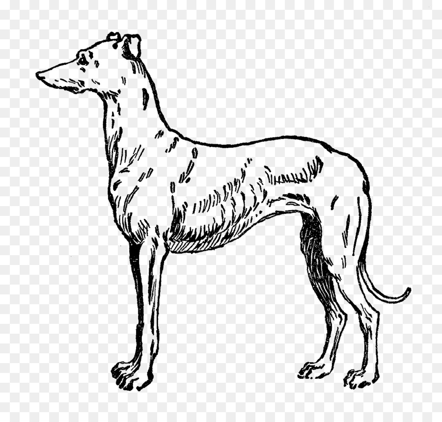 Whippet Italian Greyhound Galgo Espaxf1ol Dog breed - Free Cliparts Greyhound png download - 1309*1225 - Free Transparent Whippet png Download.