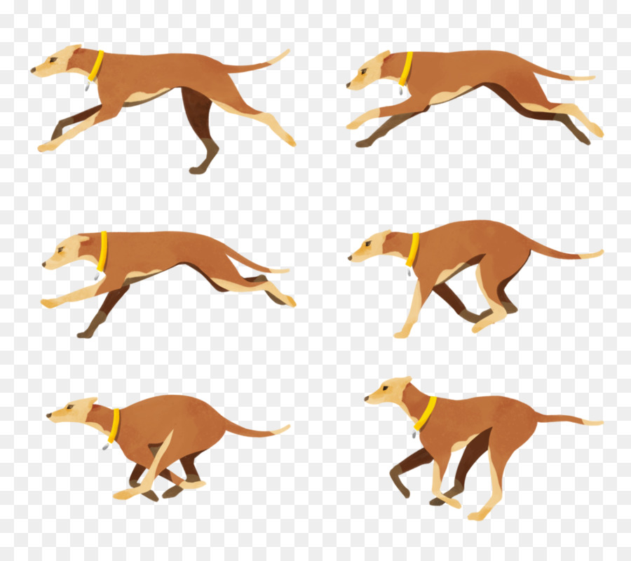Italian Greyhound Dog breed Crossbreed Clip art - Spector png download - 1000*867 - Free Transparent Italian Greyhound png Download.