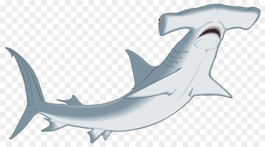 Smalleye hammerhead Great hammerhead Cartilaginous fishes Smooth hammerhead Scalloped bonnethead - shark egg png download - 1280*705 - Free Transparent Smalleye Hammerhead png Download.