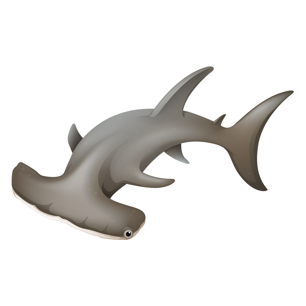 Hammerhead shark Clip art - Cartoon shark png download - 1000*1000 ...