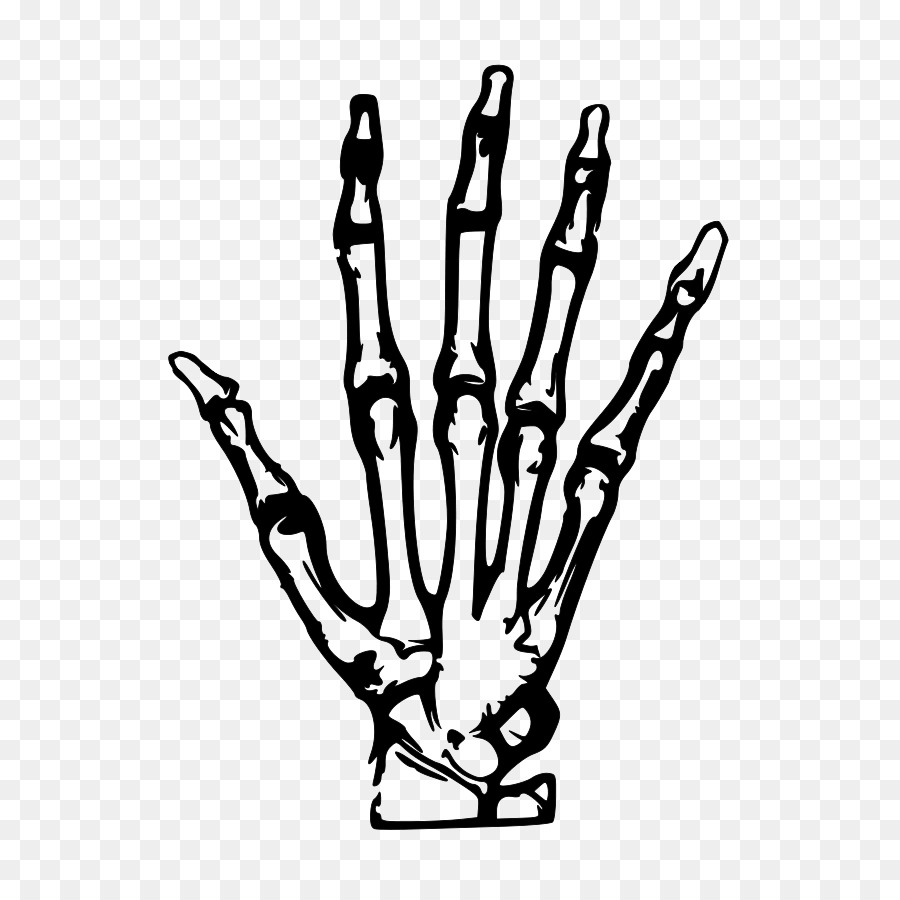 Human skeleton Hand Clip art - Xray Clipart png download - 637*900 - Free Transparent Human Skeleton png Download.