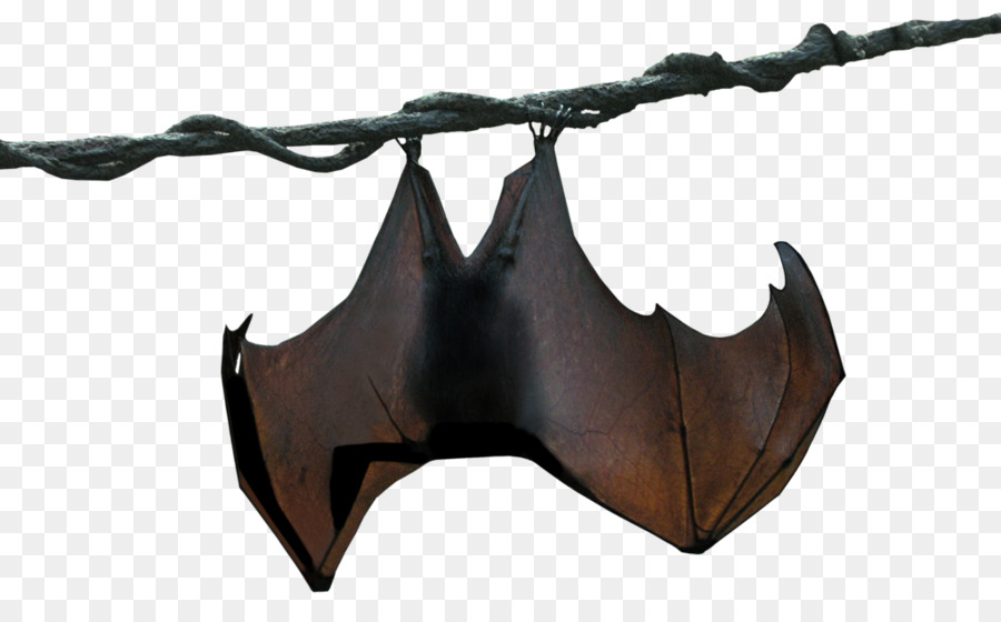 Megabat Stellaluna Animal - bat png download - 1024*627 - Free Transparent Bat png Download.