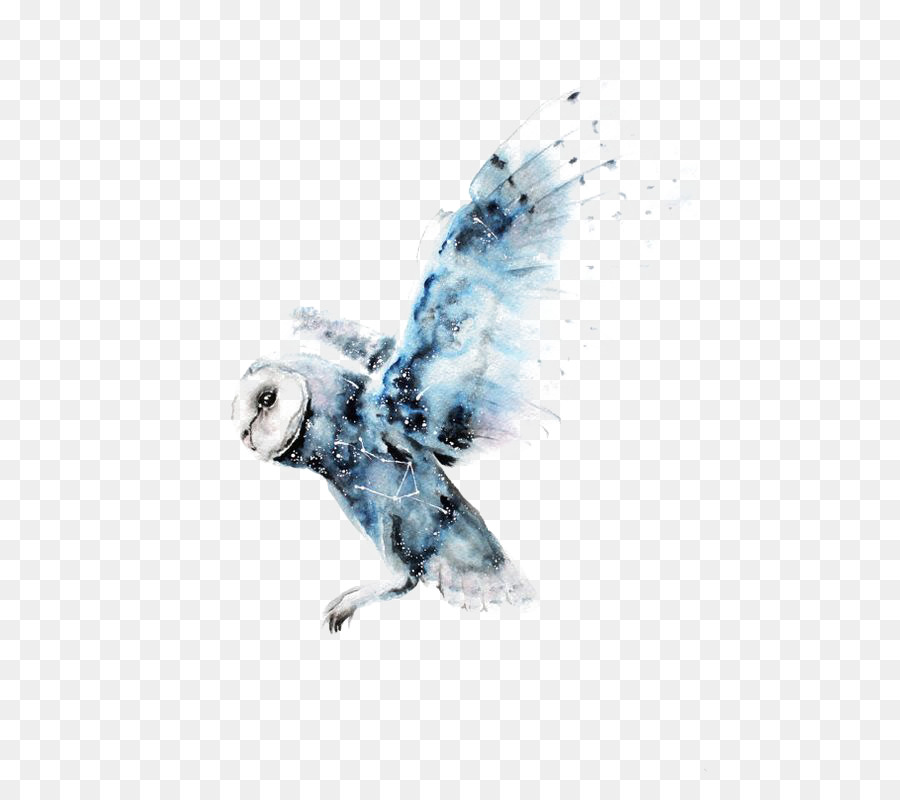 Owl Watercolor painting Harry Potter Art Drawing - Watercolor Owl png download - 564*797 - Free Transparent Owl png Download.