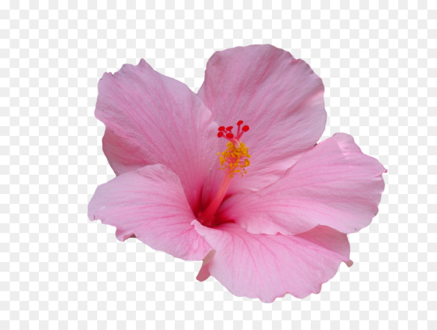 Hawaiian hibiscus Flower Hawaiian hibiscus Plant stem - pink flower png download - 1280*960 - Free Transparent Hawaii png Download.