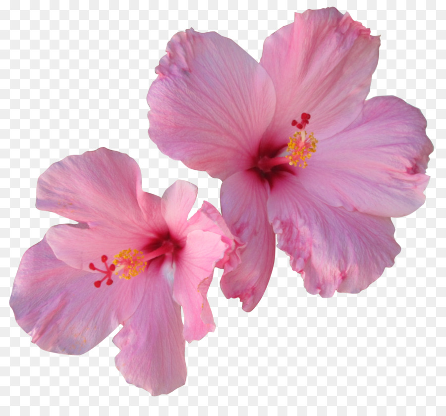 Hibiscus tea Hair Flower - tropical flower png download - 1024*935 - Free Transparent Hibiscus png Download.