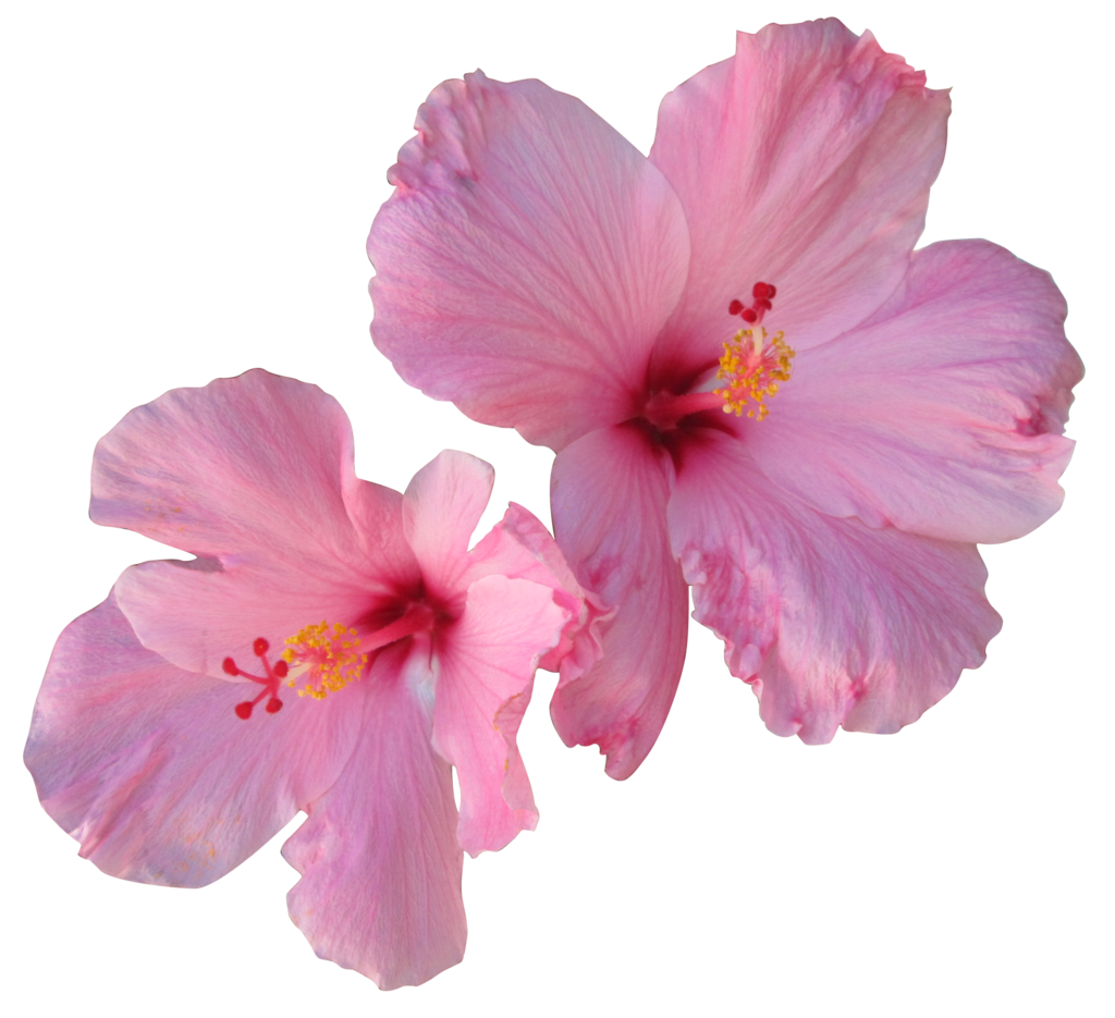 Hawaiian Flowers Png Blue Hibiscus Flower Png Freeuse - vrogue.co