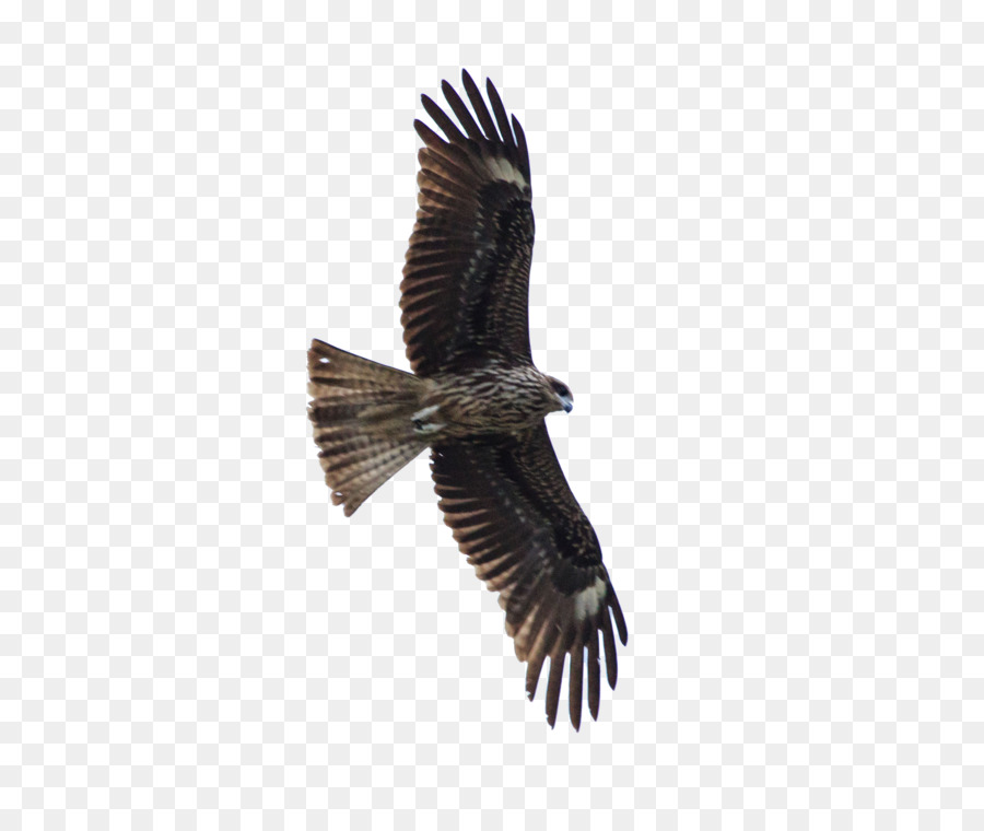 Bird of prey Hawk Eagle - FLying Eagle png download - 2050*1704 - Free Transparent Bird png Download.