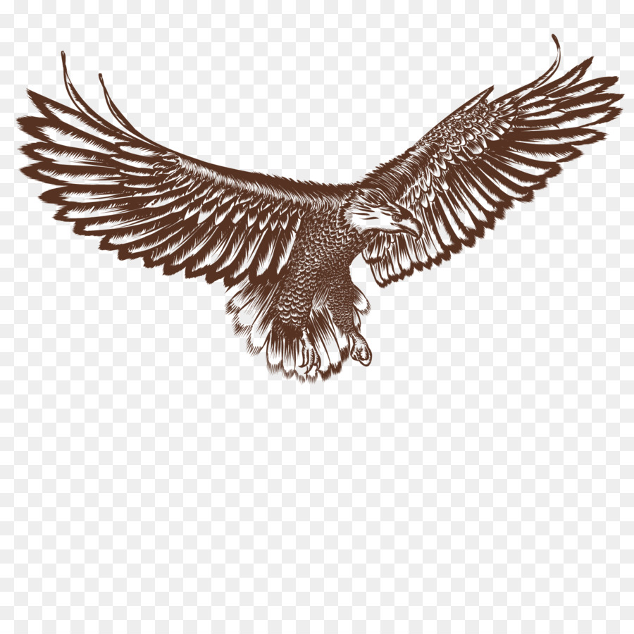 Bald Eagle Hawk Bird - Vector flying eagle png download - 1500*1500 - Free Transparent Bald Eagle png Download.