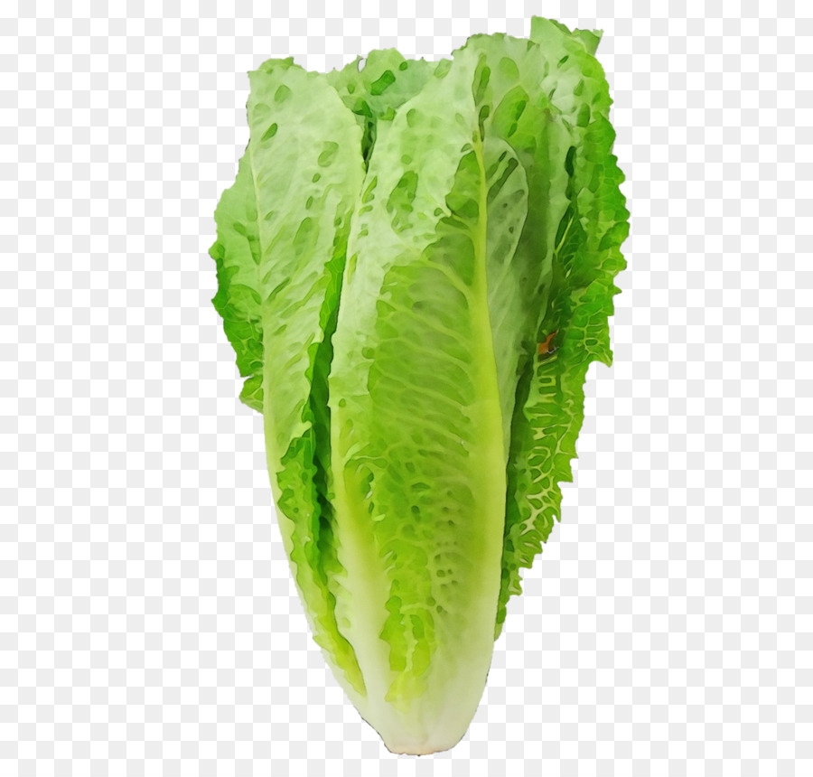 Romaine lettuce Health Pregnancy Food Eating -  png download - 1200*1143 - Free Transparent Romaine Lettuce png Download.