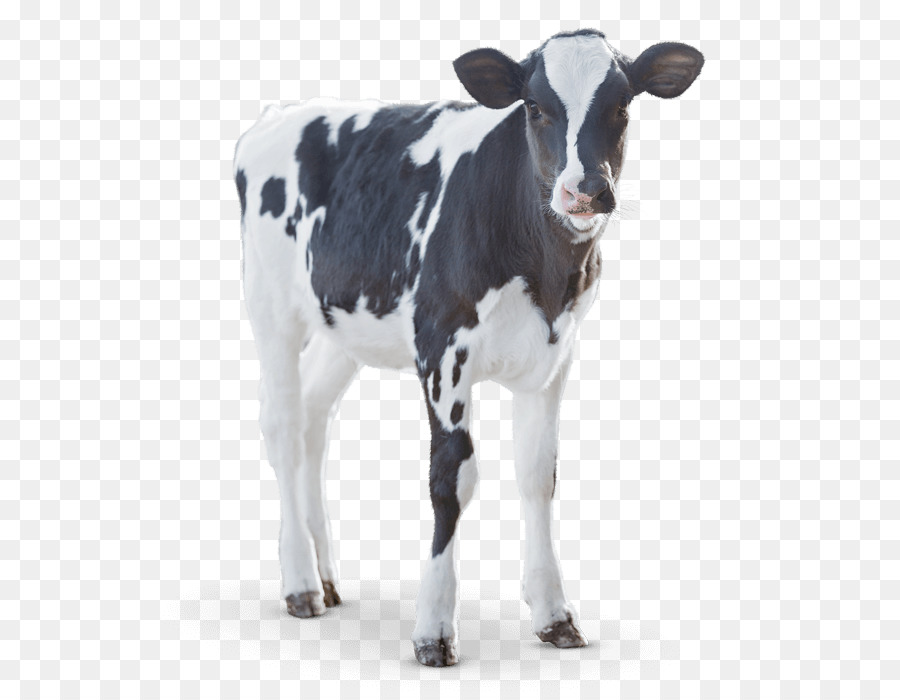 Calf Angus cattle Milk Dairy cattle - lakes png download - 600*695 - Free Transparent Calf png Download.