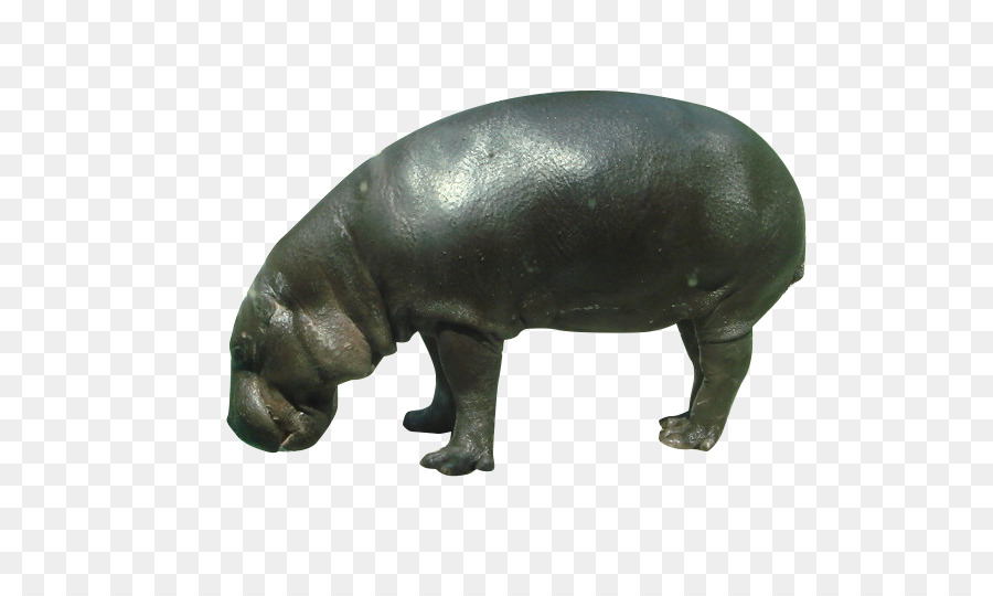 Pygmy hippopotamus Rhinoceros Wildlife - Wild hippo png download - 688*522 - Free Transparent Pygmy Hippopotamus png Download.