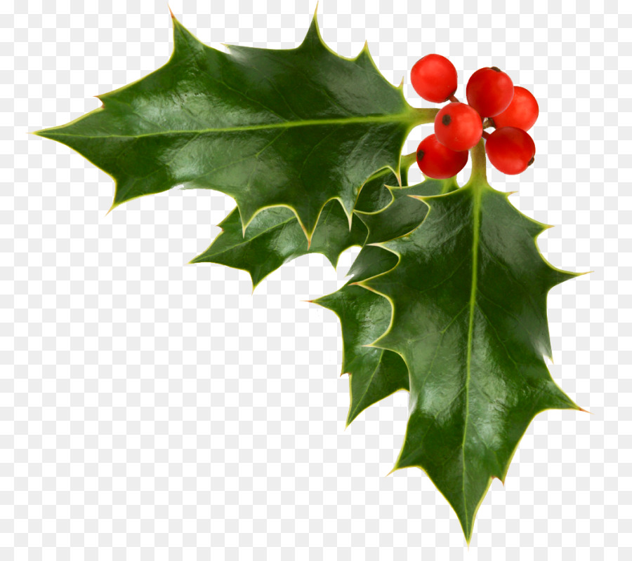 Christmas decoration Common holly Christmas ornament Clip art - holly illustration material png download - 830*788 - Free Transparent Christmas  png Download.