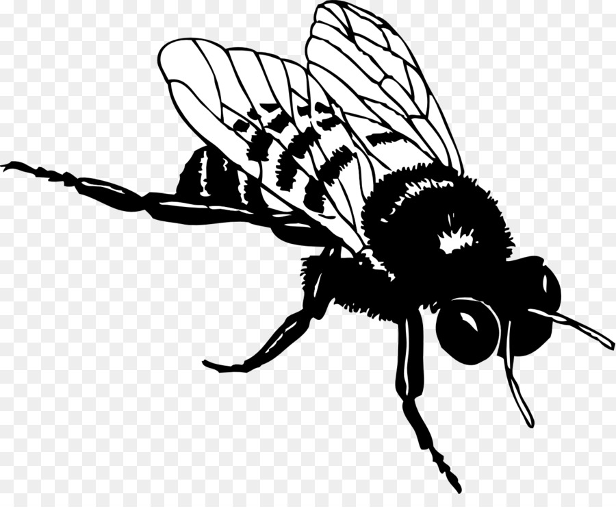 European dark bee Honey bee Black and white Clip art - Pictures Of Bee S png download - 1331*1067 - Free Transparent European Dark Bee png Download.