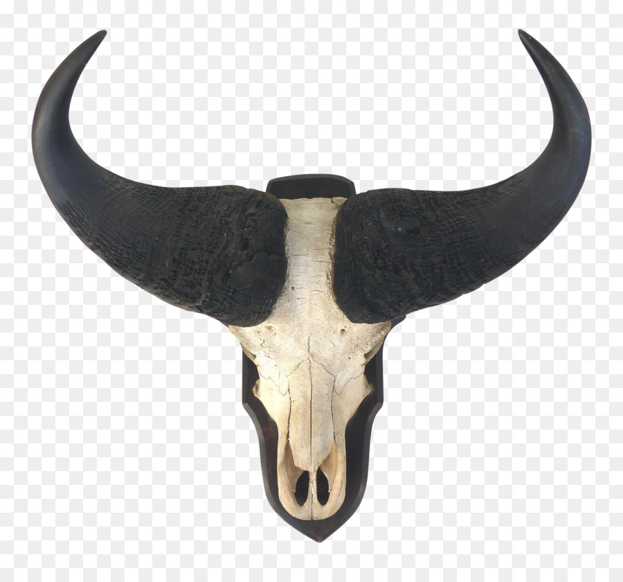 Cattle Horn Bone Mammal - horns png download - 3359*3079 - Free Transparent Cattle png Download.