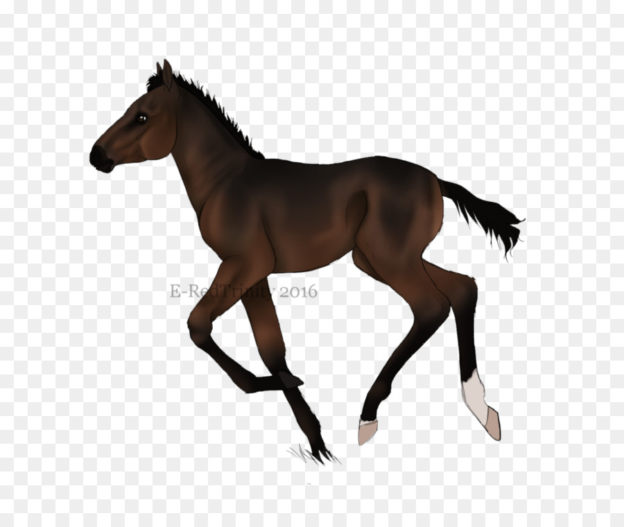 Mustang Pony Stallion Foal Silhouette - mustang png download - 1024*846 - Free Transparent Mustang png Download.