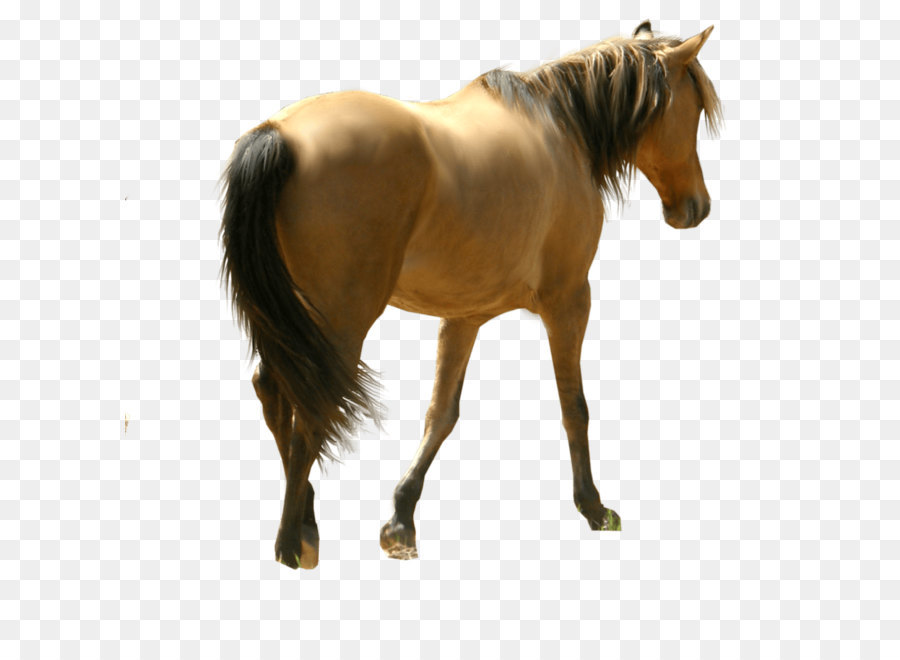 Mustang Clip art - Horse Siluet Png Image Download Picture Transparent Background png download - 900*887 - Free Transparent Mustang png Download.