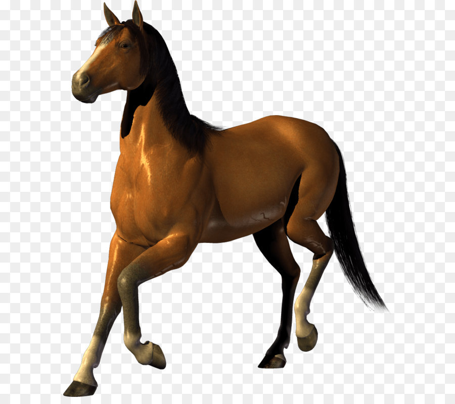 Horse Clip art - Horse Png Image Download Picture Transparent Background png download - 861*1041 - Free Transparent Mustang png Download.