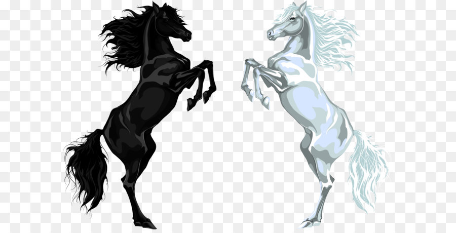 Arabian horse Stallion Euclidean vector Illustration - White Horse and Black Horse png download - 1000*697 - Free Transparent Horse png Download.