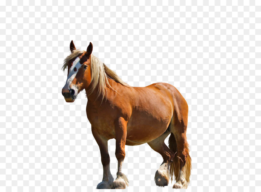 horse png download - 800*800 - Free Transparent Arabian Horse png Download.