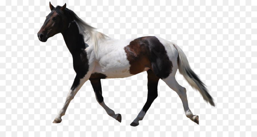 American Paint Horse Wallpaper - Horse png image png download - 900*647 - Free Transparent American Paint Horse png Download.