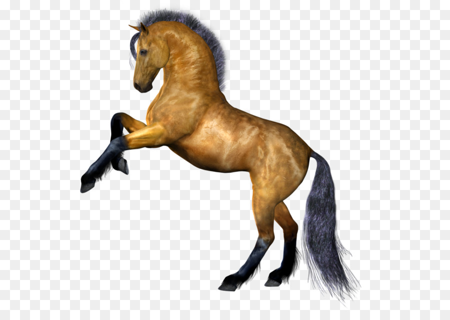 Horse Stallion Clip art - Horse png image png download - 900*863 - Free Transparent Mustang png Download.