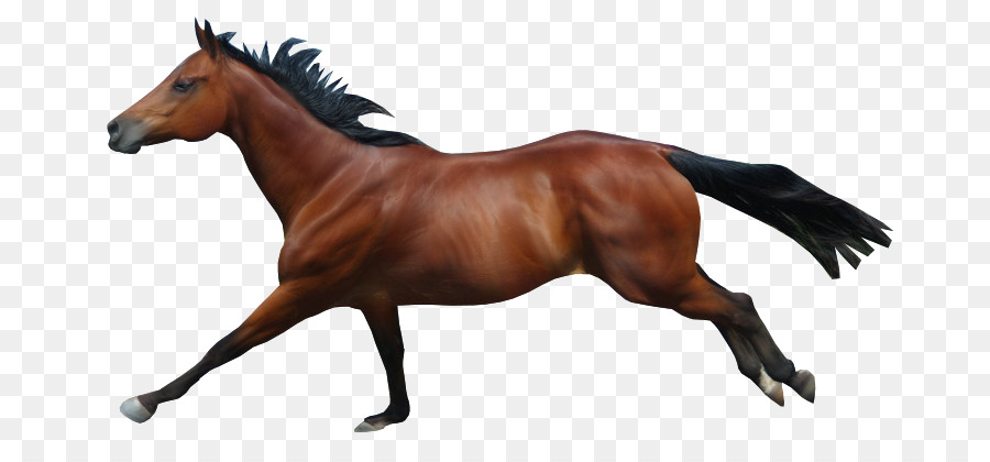 Mane Mustang Stallion Rein Mare - Horse Run png download - 736*401 - Free Transparent Mane png Download.