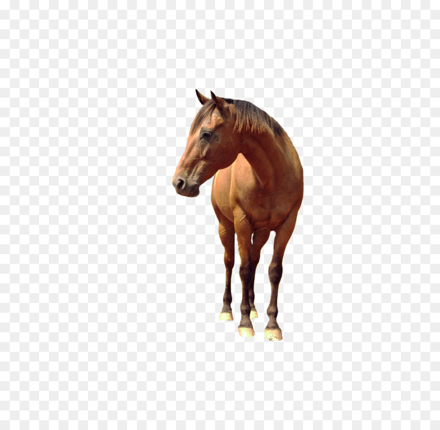 Horse - Horse png image png download - 774*1032 - Free Transparent Horse png Download.
