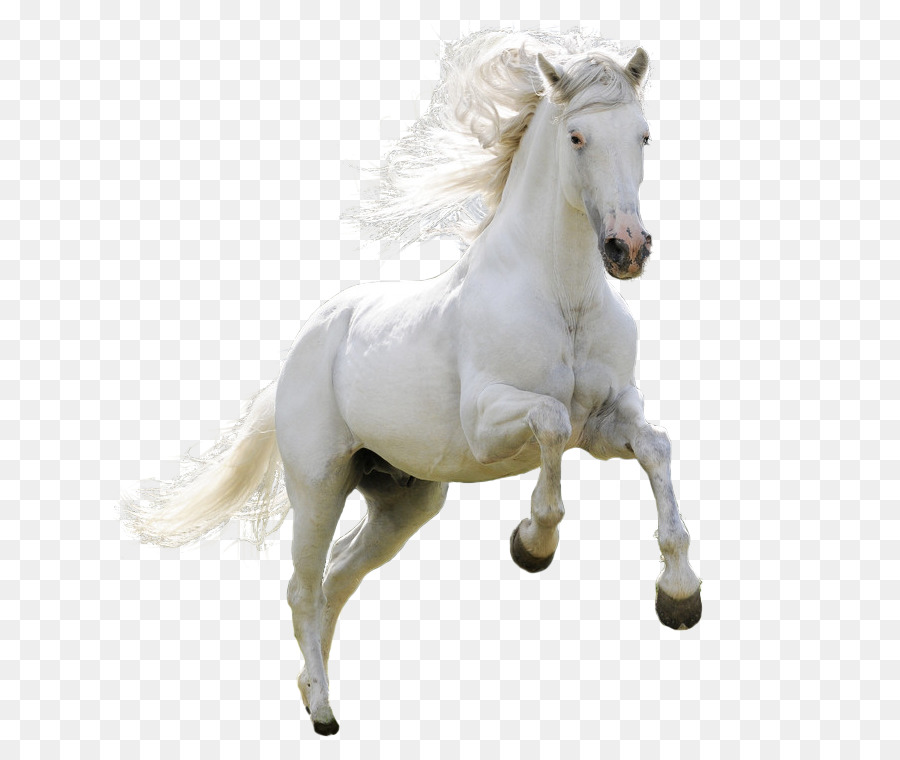 Mongolian horse Arabian horse Ferghana horse Akhal-Teke Pony - White horse jumping png download - 750*750 - Free Transparent Camargue Horse png Download.