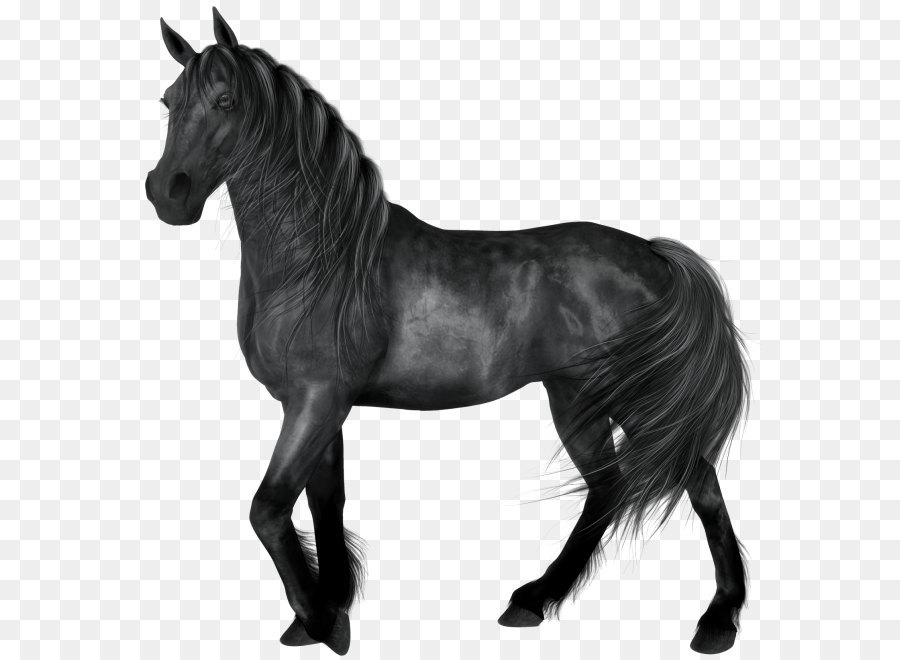 Horse Black Clip art - Transparent Black Horse png download - 625*656 - Free Transparent American Quarter Horse png Download.