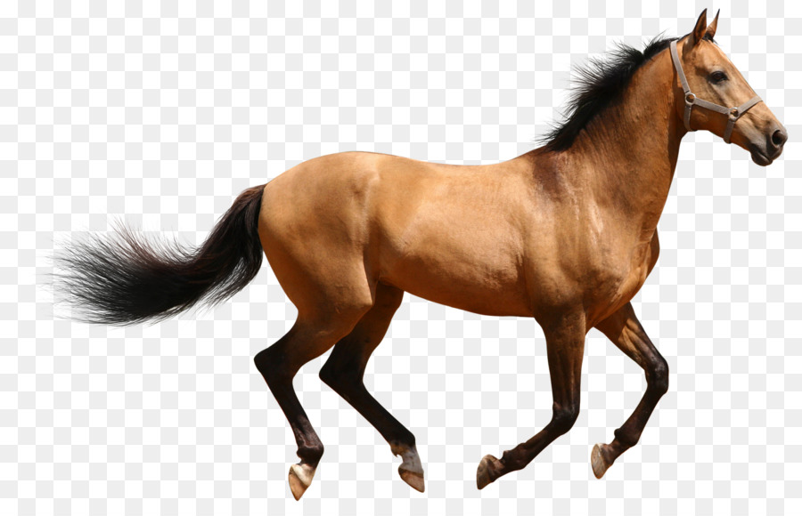 Horse Desktop Wallpaper Clip art - Horse 3d Animal Png png download - 1600*1027 - Free Transparent Horse png Download.