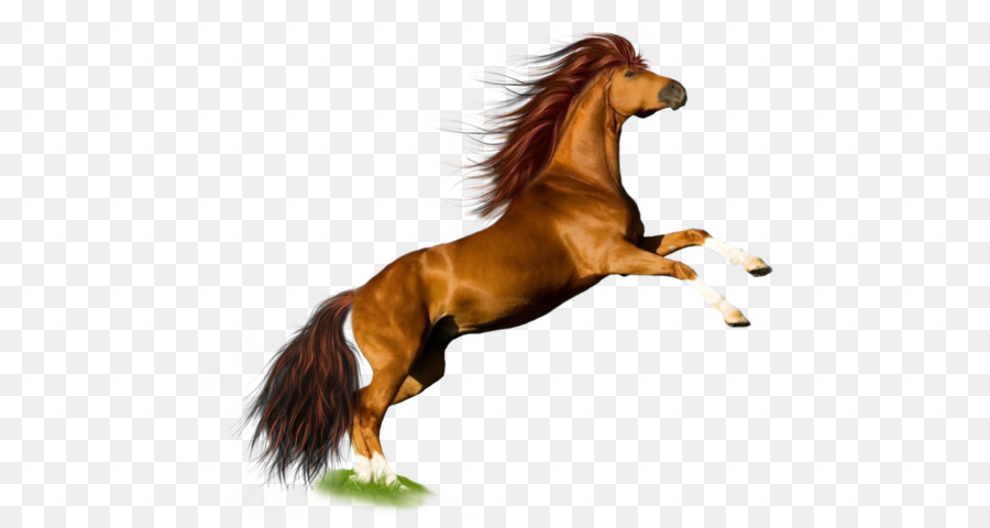Horse Wallpaper - horse png image, free download picture, transparent background png download - 800*672 - Free Transparent Mustang png Download.