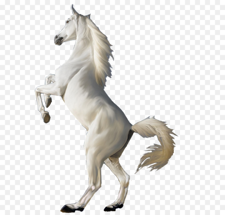 Arabian horse White - White horse png image png download - 778*1026 - Free Transparent Arabian Horse png Download.