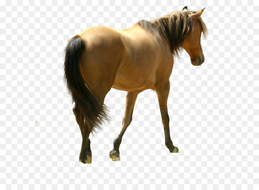 Mustang Stallion Mare Pony Mane - horse siluet png image, free download picture, transparent background png download - 1969*1577 - Free Transparent Mustang png Download.