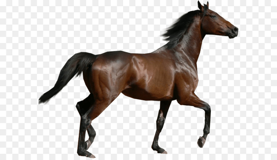 Horse Clip art - Horse Png Image png download - 760*602 - Free Transparent Horse png Download.