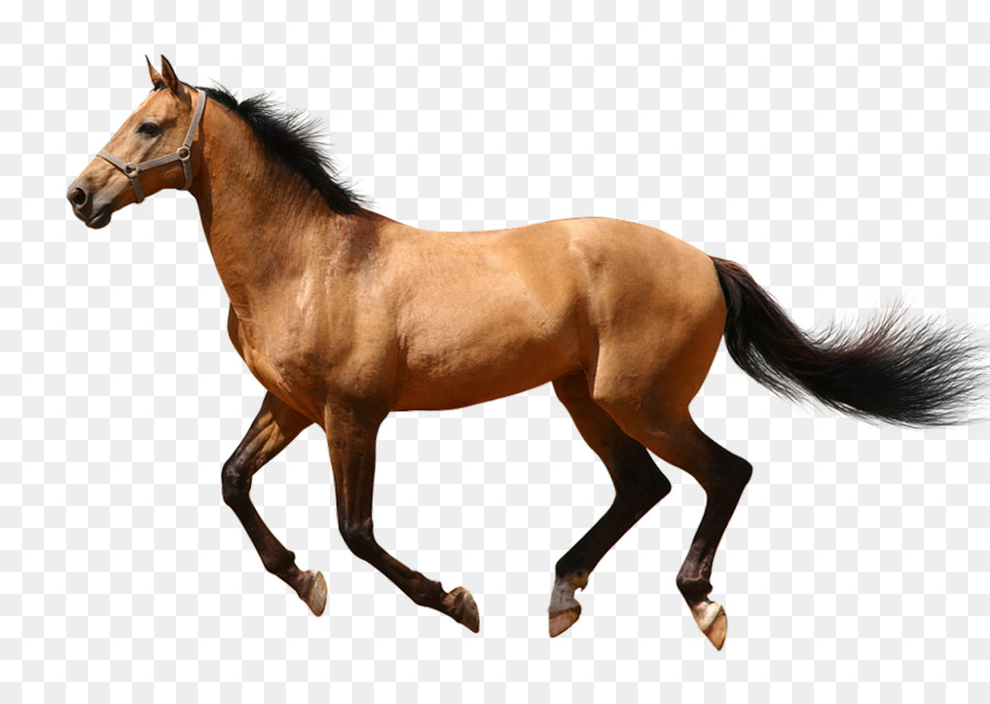 American Quarter Horse Pony Equestrian Equine anatomy Stock photography - runner png download - 927*656 - Free Transparent American Quarter Horse png Download.