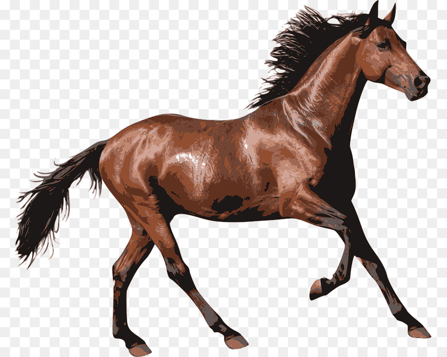 Horse Pony Clip art - horse png download - 839*720 - Free Transparent Horse png Download.