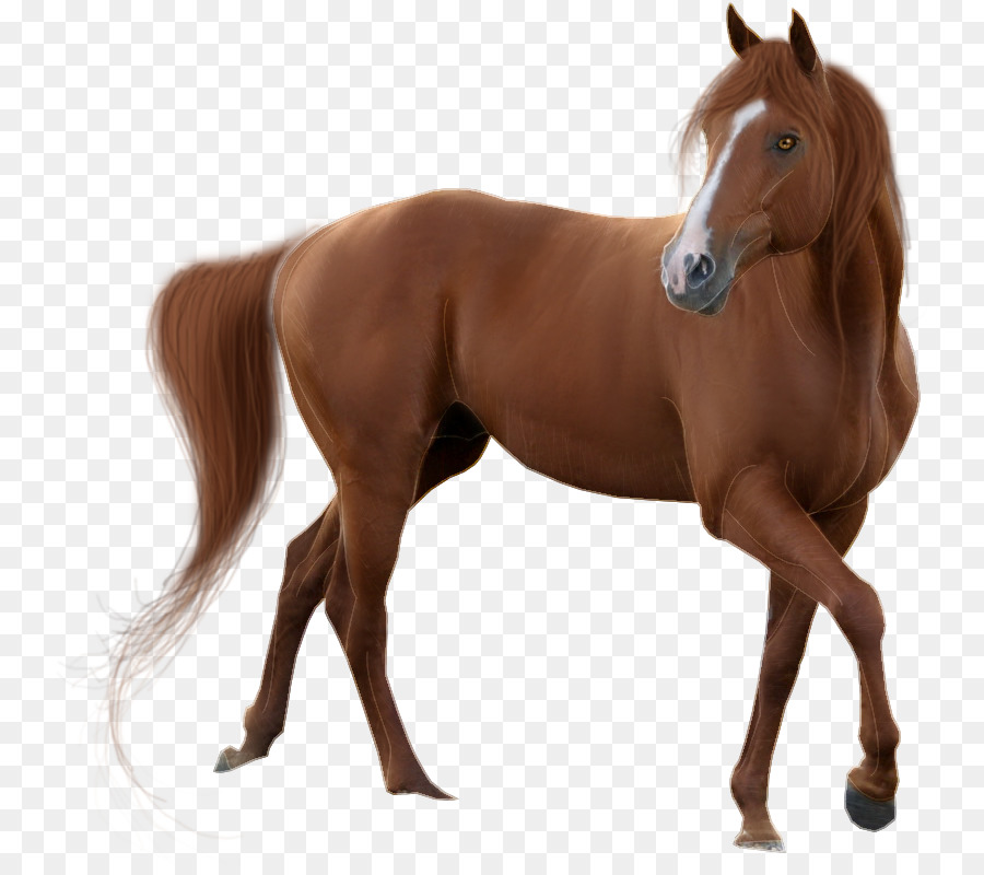 Clip art Mustang American Quarter Horse Transparency Portable Network Graphics - summer sunset cartoon png horse animal png download - 802*793 - Free Transparent Mustang png Download.