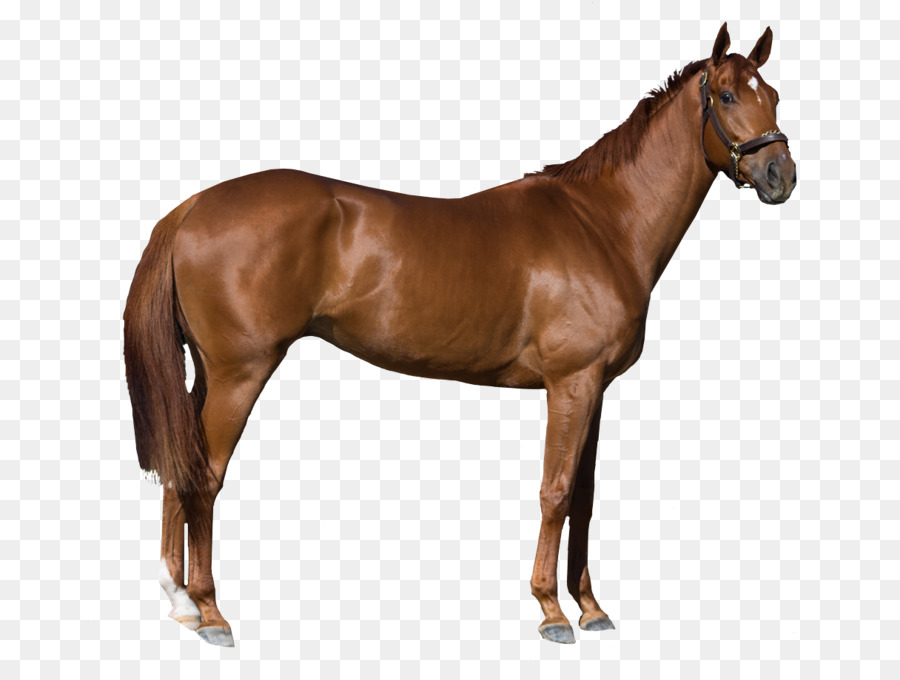 Horse Stock photography Royalty-free - horse png download - 1216*900 - Free Transparent Horse png Download.