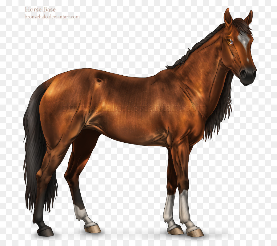 Mustang American Quarter Horse Arabian horse Stallion American Paint Horse - transparent shading png download - 790*790 - Free Transparent Mustang png Download.