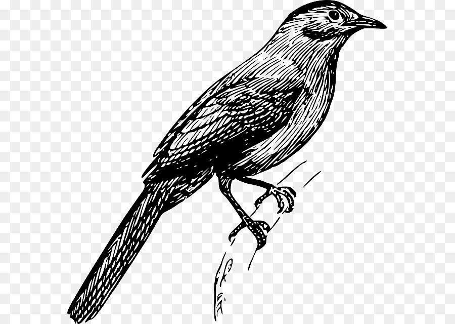 Bird Drawing Clip art - Bird png download - 633*640 - Free Transparent Bird png Download.
