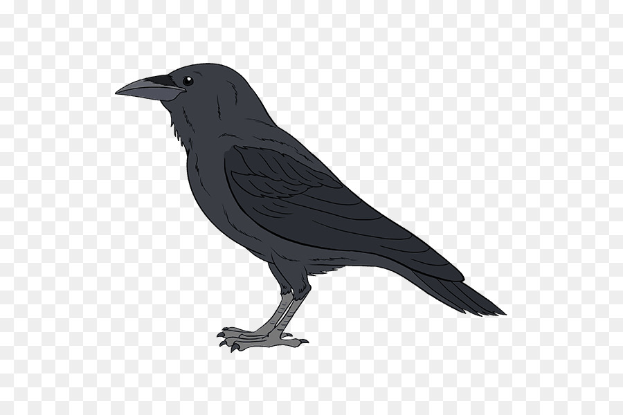 Common raven Drawing Bird Tutorial - Bird png download - 678*600 - Free Transparent Common Raven png Download.