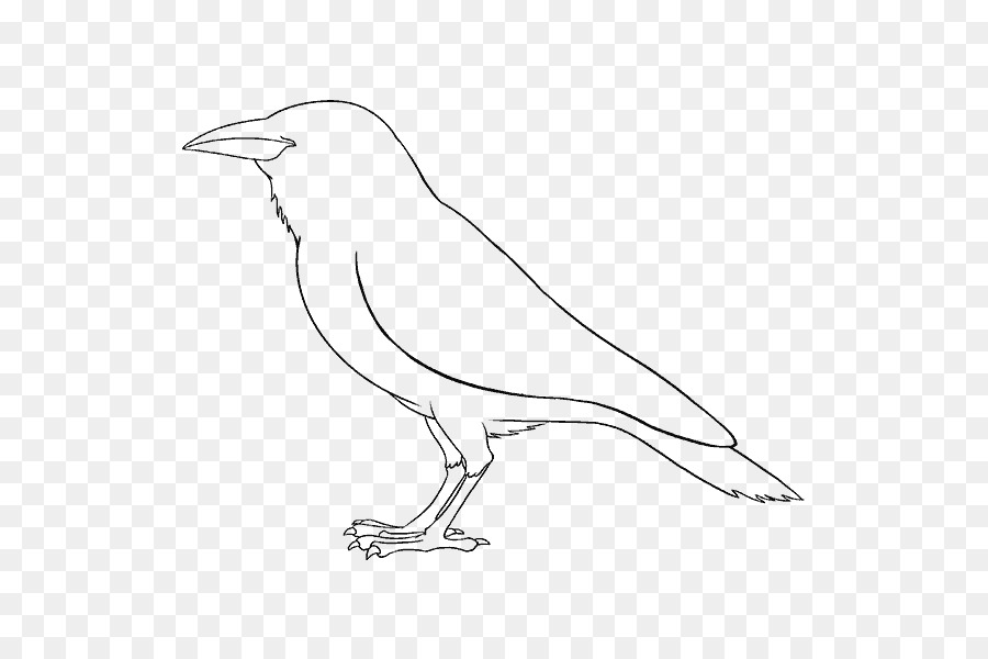 Magical Drawings Line art How to Draw a Mouse Sketch - Bird png download - 678*600 - Free Transparent Drawing png Download.
