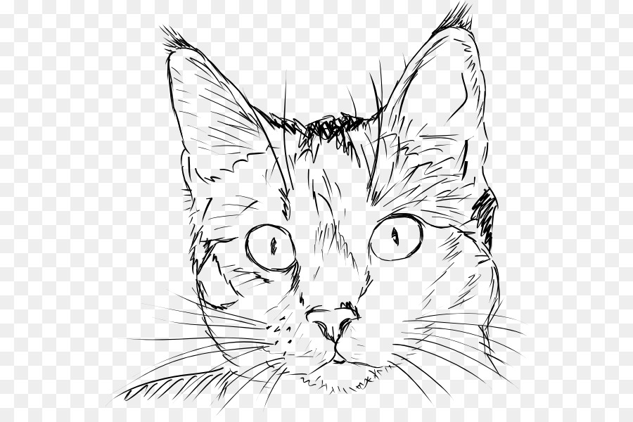 Draw Cats Drawing Kitten Sketch - Cat png download - 600*593 - Free Transparent Cat png Download.